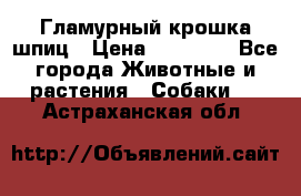 Гламурный крошка шпиц › Цена ­ 30 000 - Все города Животные и растения » Собаки   . Астраханская обл.